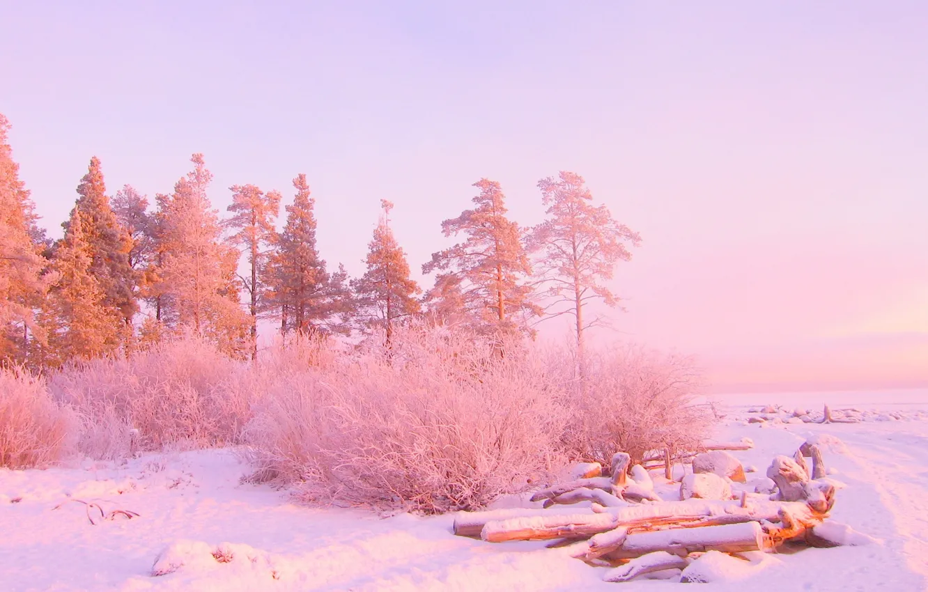 Фото обои зима, снег, деревья, цвет