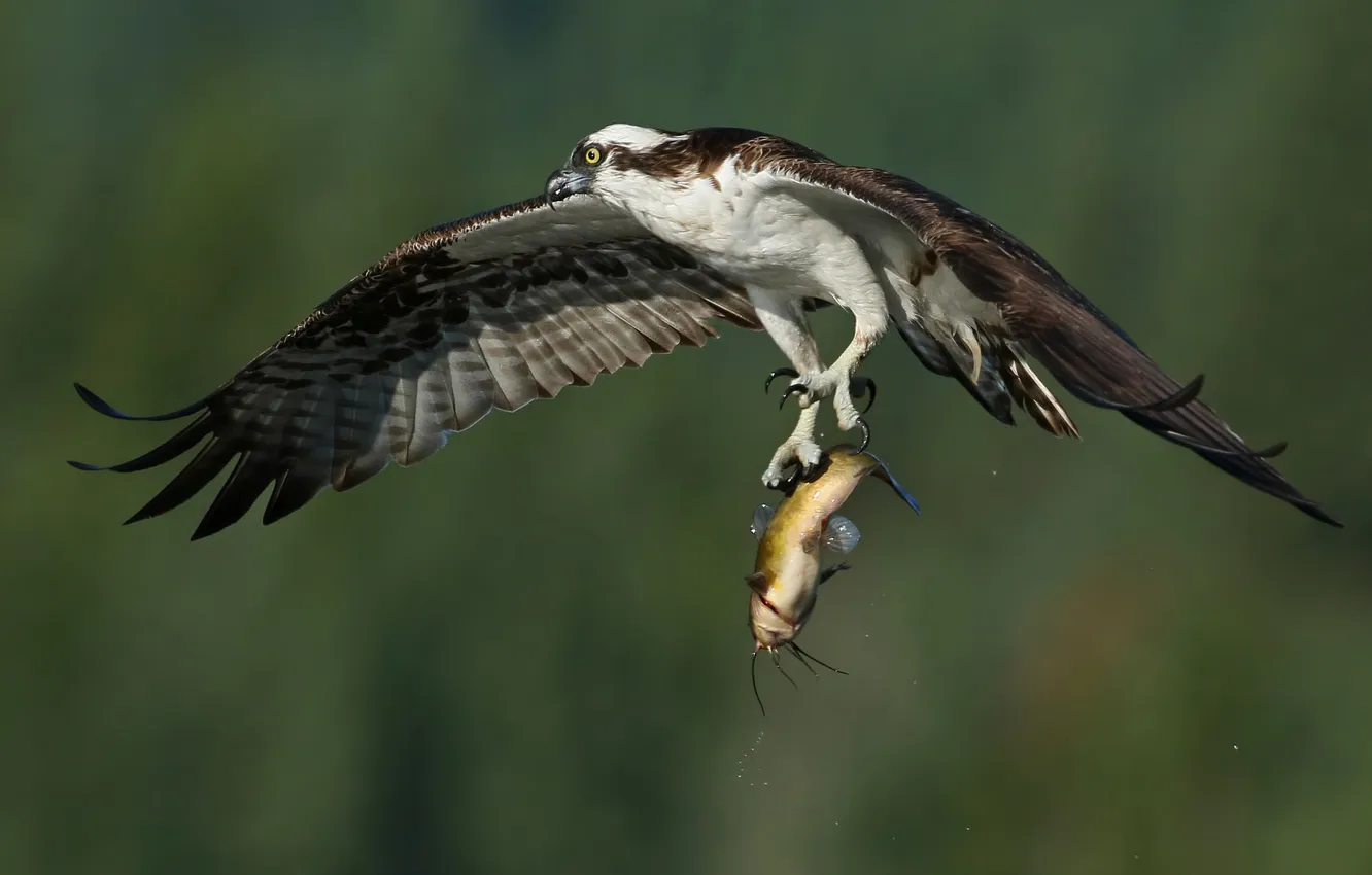 Фото обои птица, крылья, рыба, полёт, добыча, улов, скопа