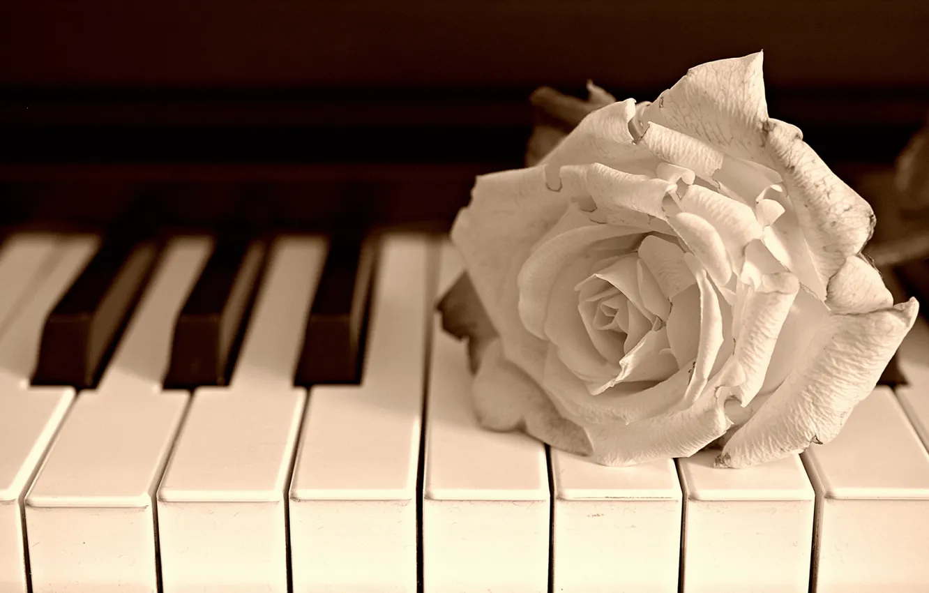 Фото обои цветок, музыка, роза, пианино