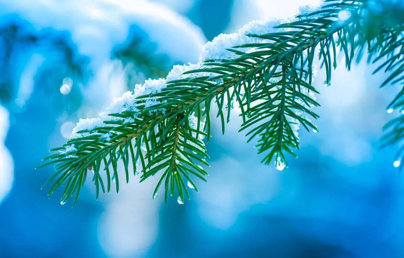 Фото обои зима, капли, макро, снег, иголки, дерево, елка, ветка