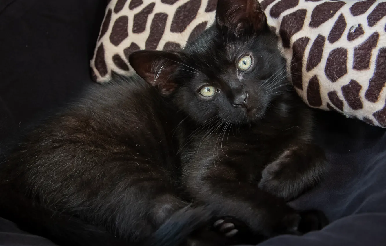 Фото обои глаза, котенок, черный