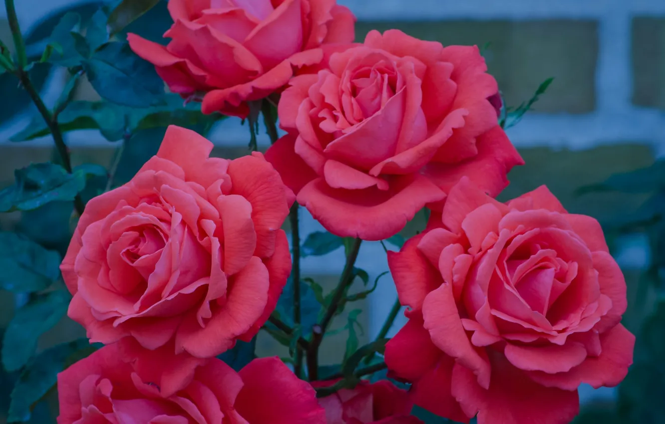 Фото обои цветы, куст, розы, красные, красные розы