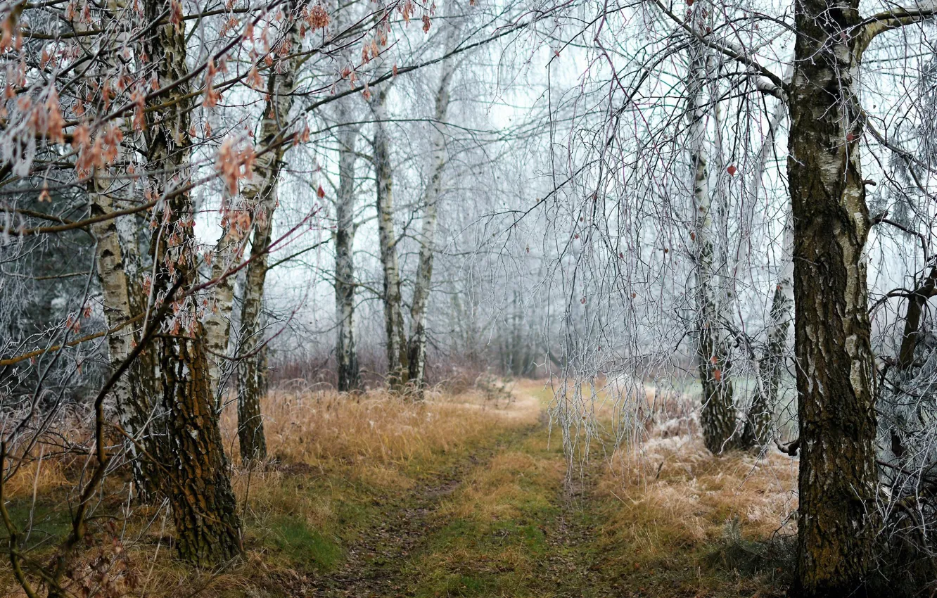 Фото обои зима, лес, природа