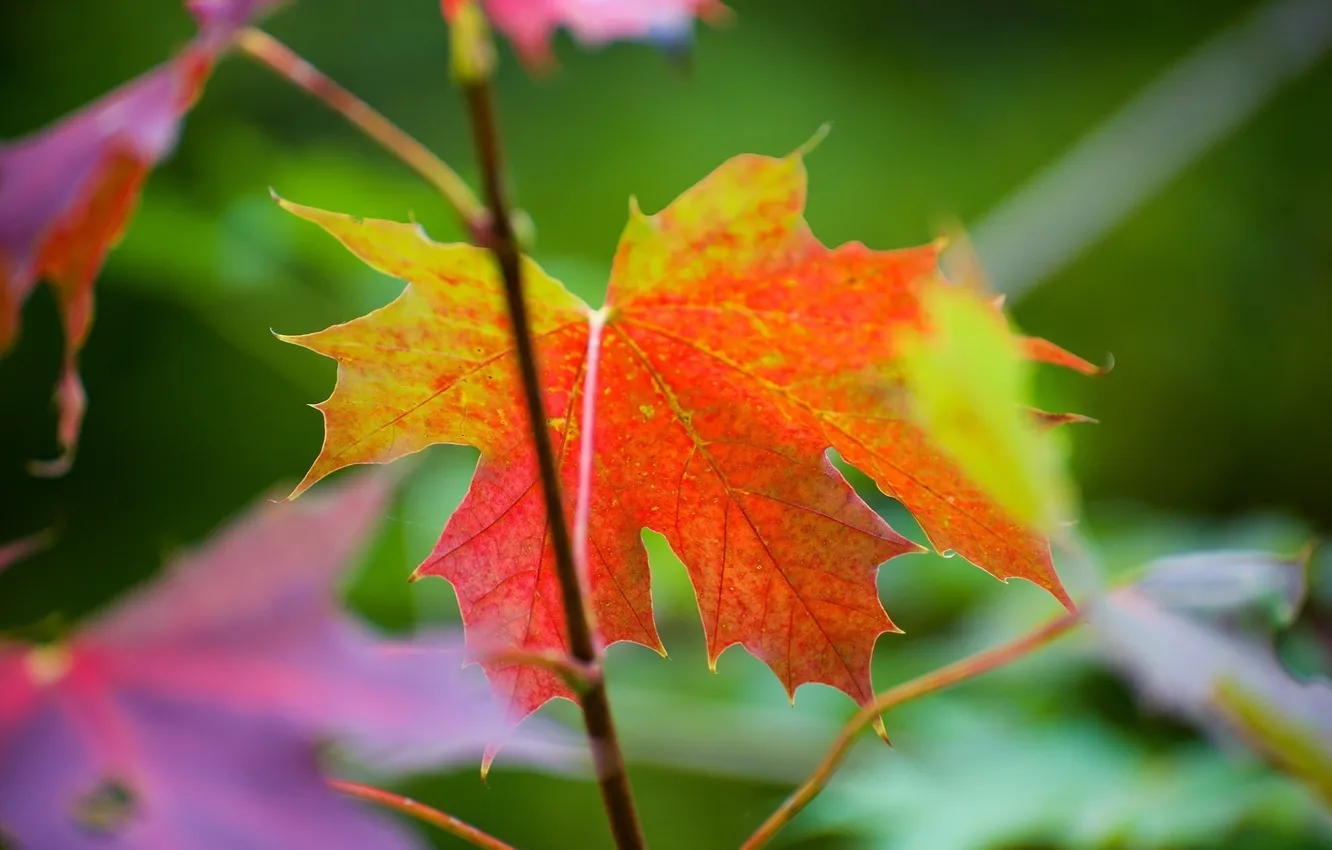 Фото обои осень, макро, лист, цвет