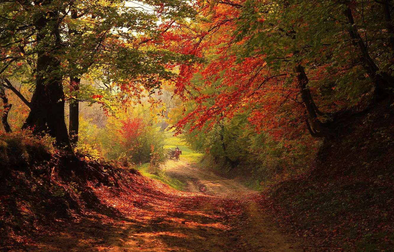 Фото обои дорога, осень, лес, деревья, пейзаж, природа, растения, forest