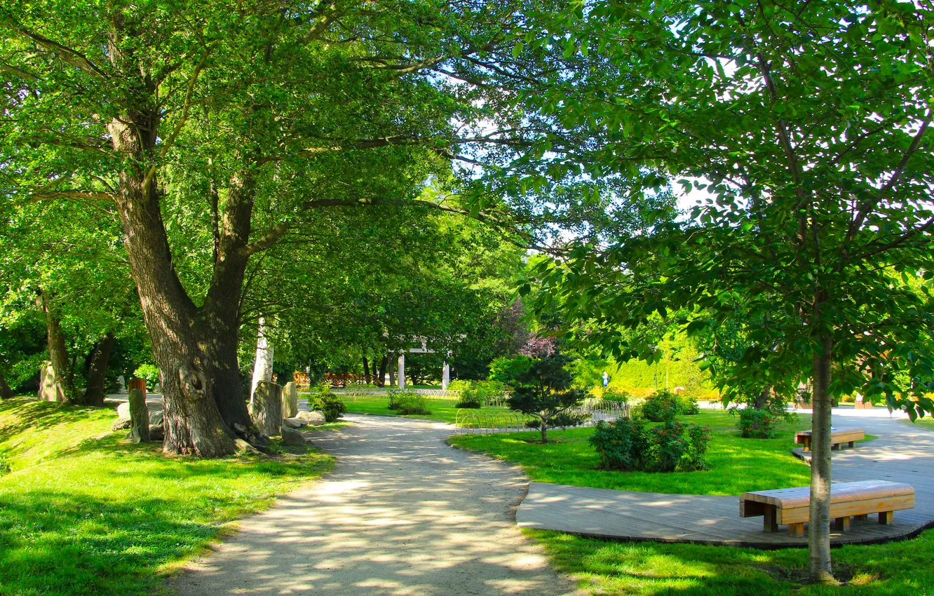 Фото обои trees, park, alley