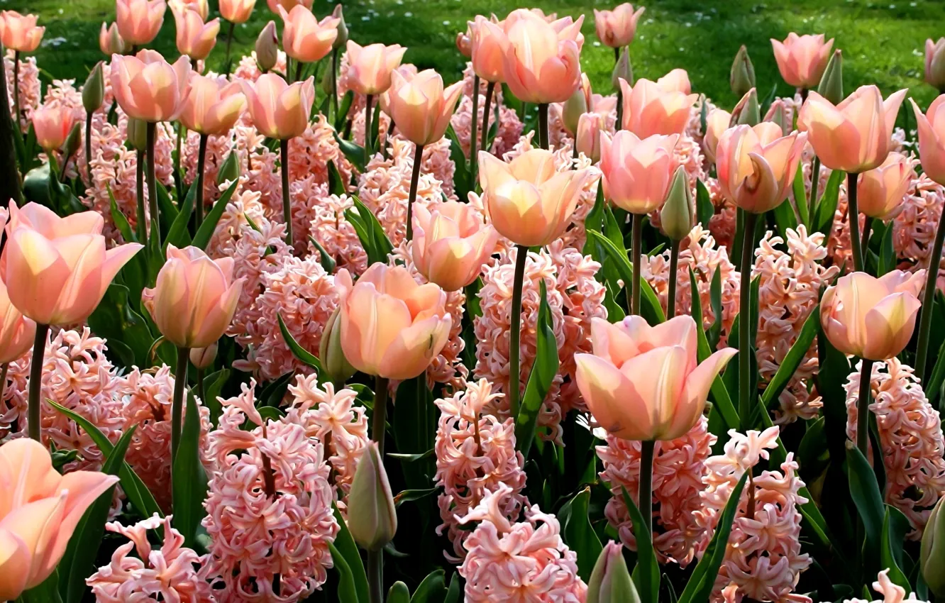 Фото обои цветы, зеленые листья, весна, тюльпаны, бутоны, клумба, розовые цветы, солнечный свет