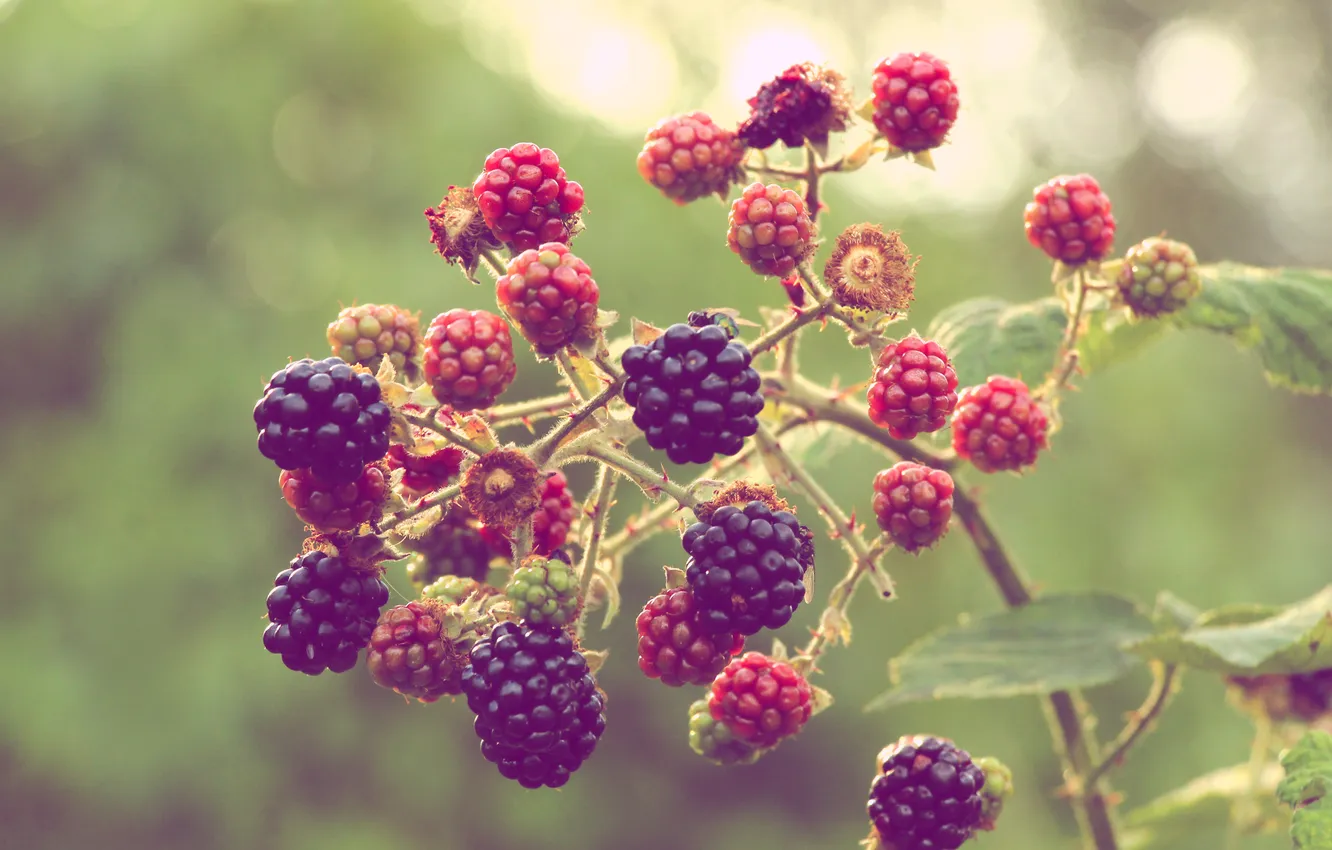 Фото обои black, fruit, twig