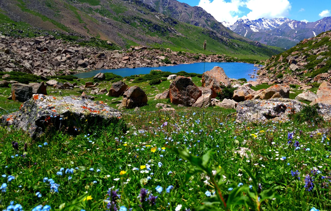 Фото обои трава, цветы, горы, весна, горное озеро, вершина гор