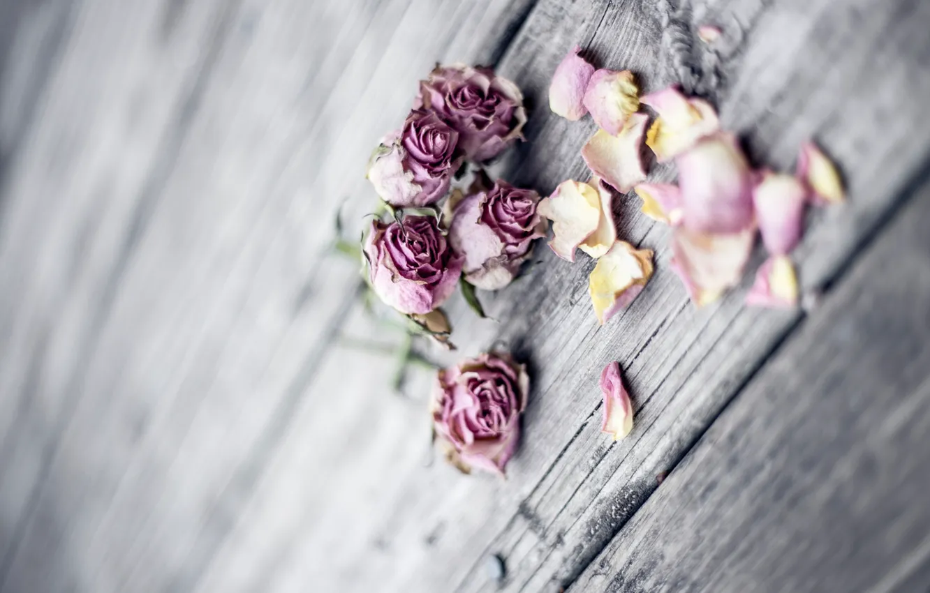 Фото обои розы, букет, лепестки, wood, pink