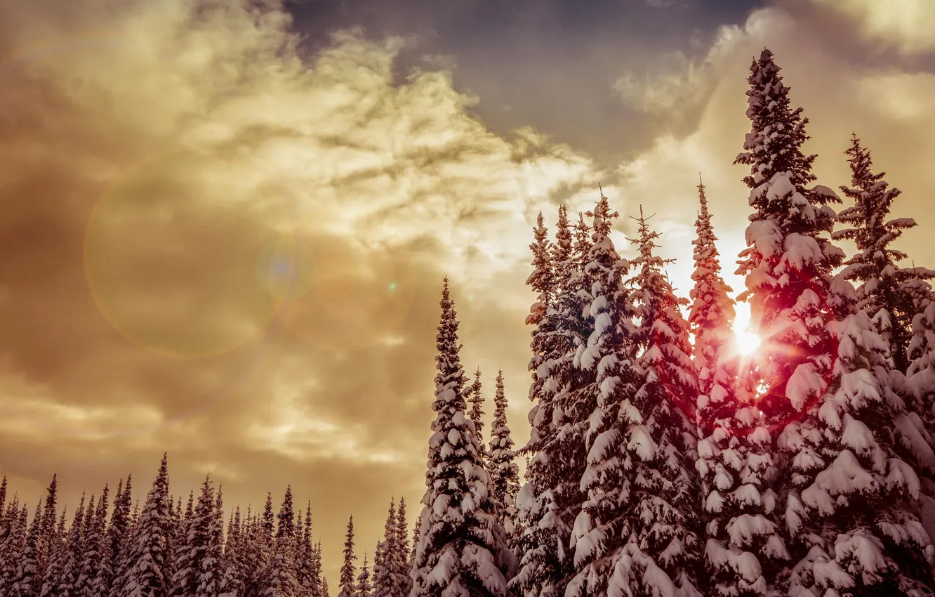 Фото обои зима, лес, солнце, снег, деревья, закат, тучи, красное