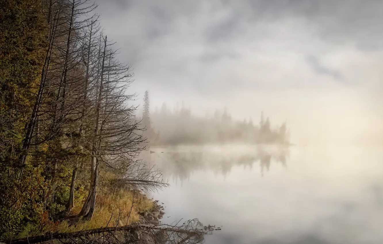 Фото обои лес, туман, озеро