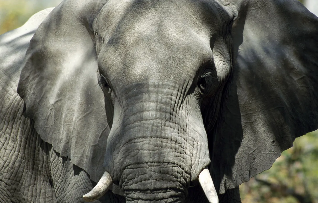 Фото обои слон, уши, хобот