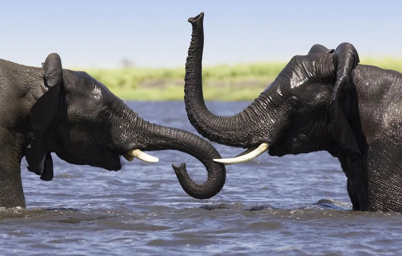 Фото обои вода, река, слоны