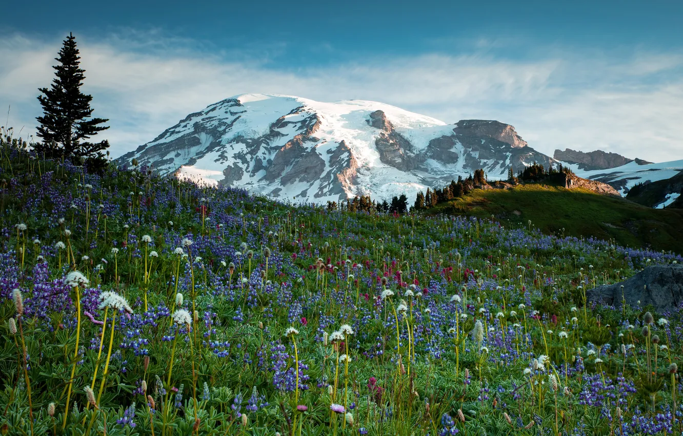 Фото обои трава, цветы, горы, ледник, луг, США, Mt Rainier National Park