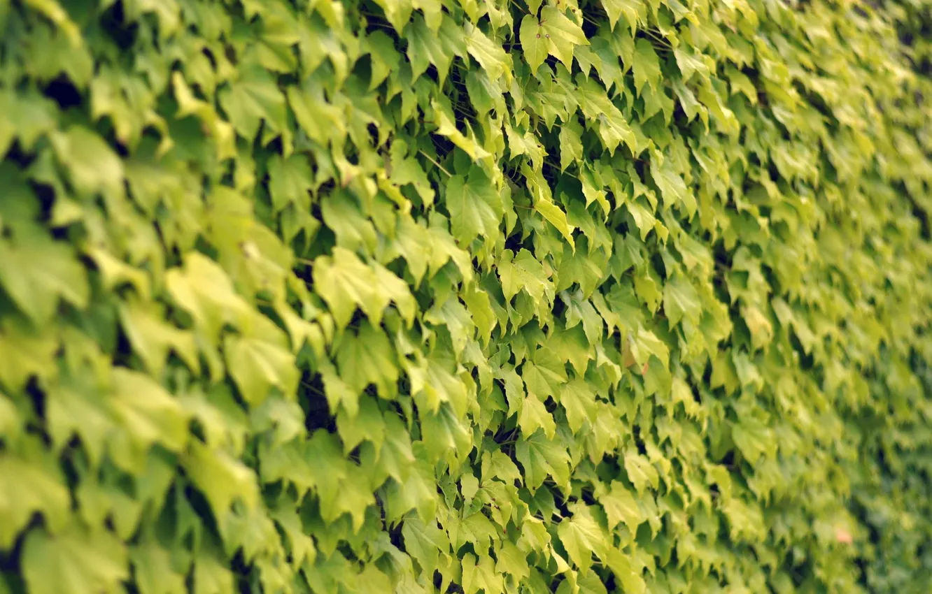 Фото обои листья, стена, клён