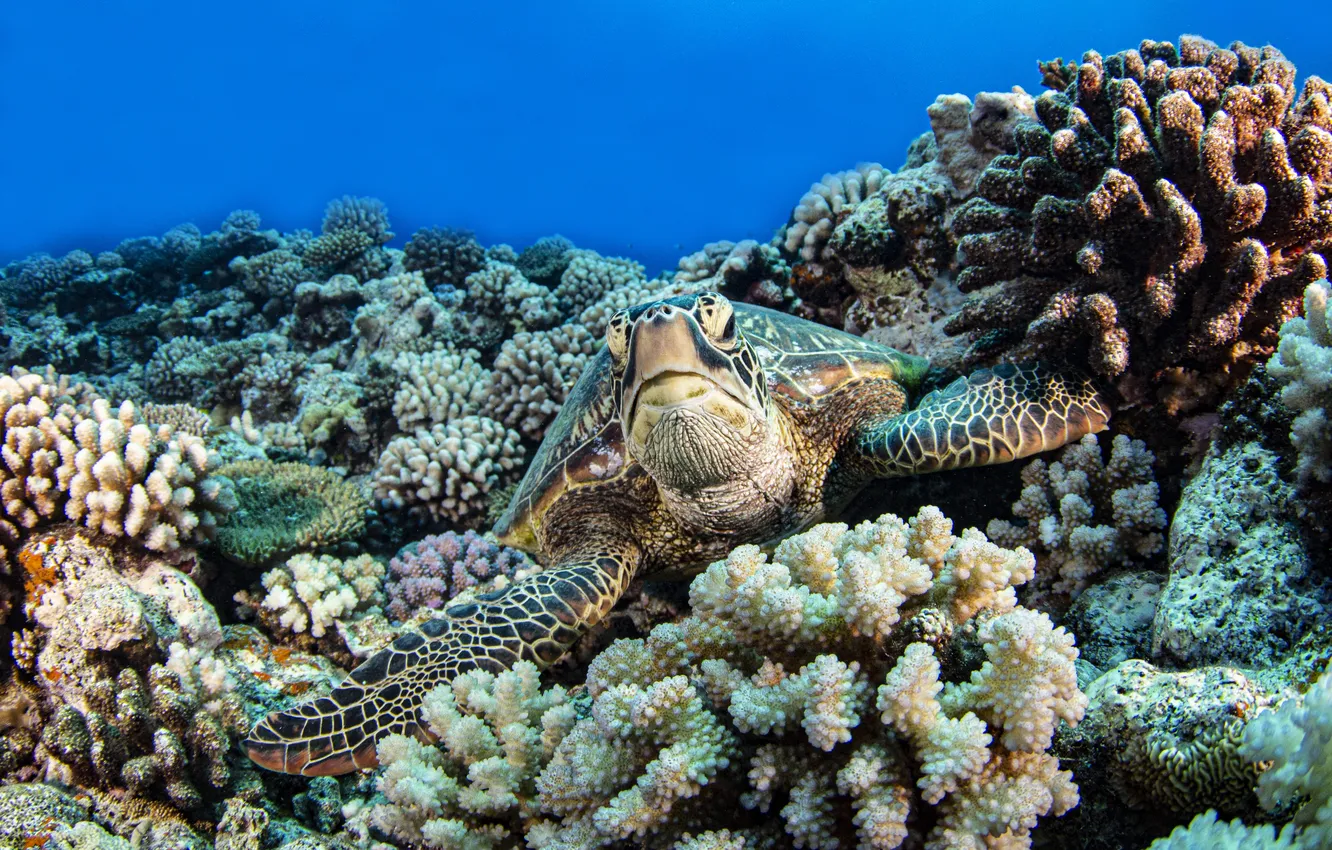 Фото обои море, взгляд, черепаха, кораллы, подводный мир, морская черепаха, синий фон, морская