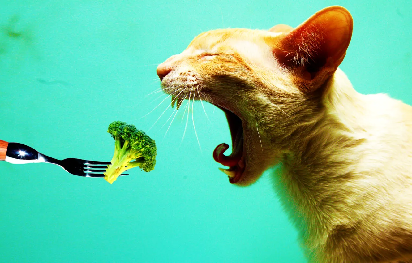 Фото обои Кошка, Не Люблю Овощи, I Hate Vegetables, Вилка, Цветная Капуста