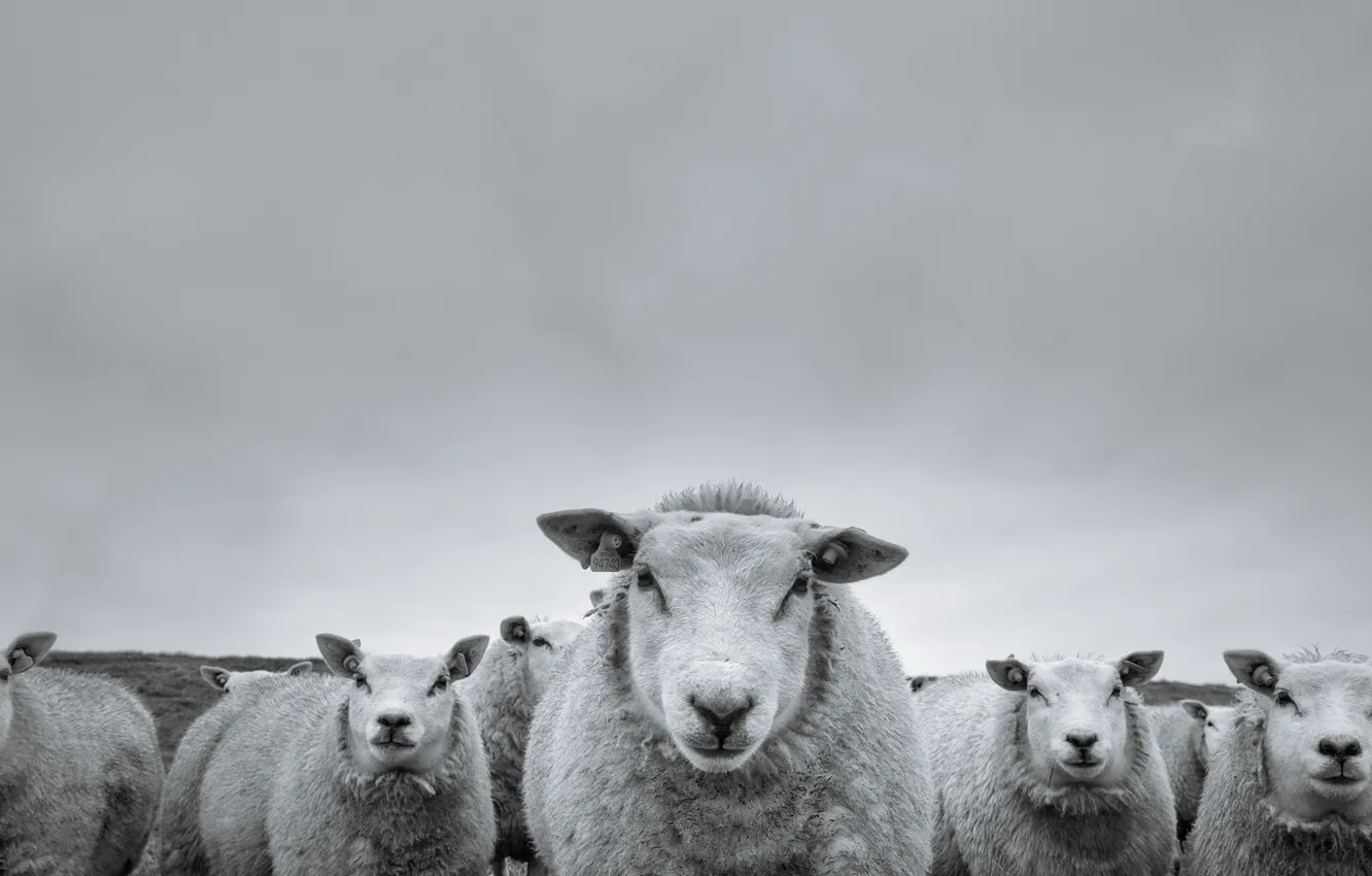 Фото обои фон, овцы, народ