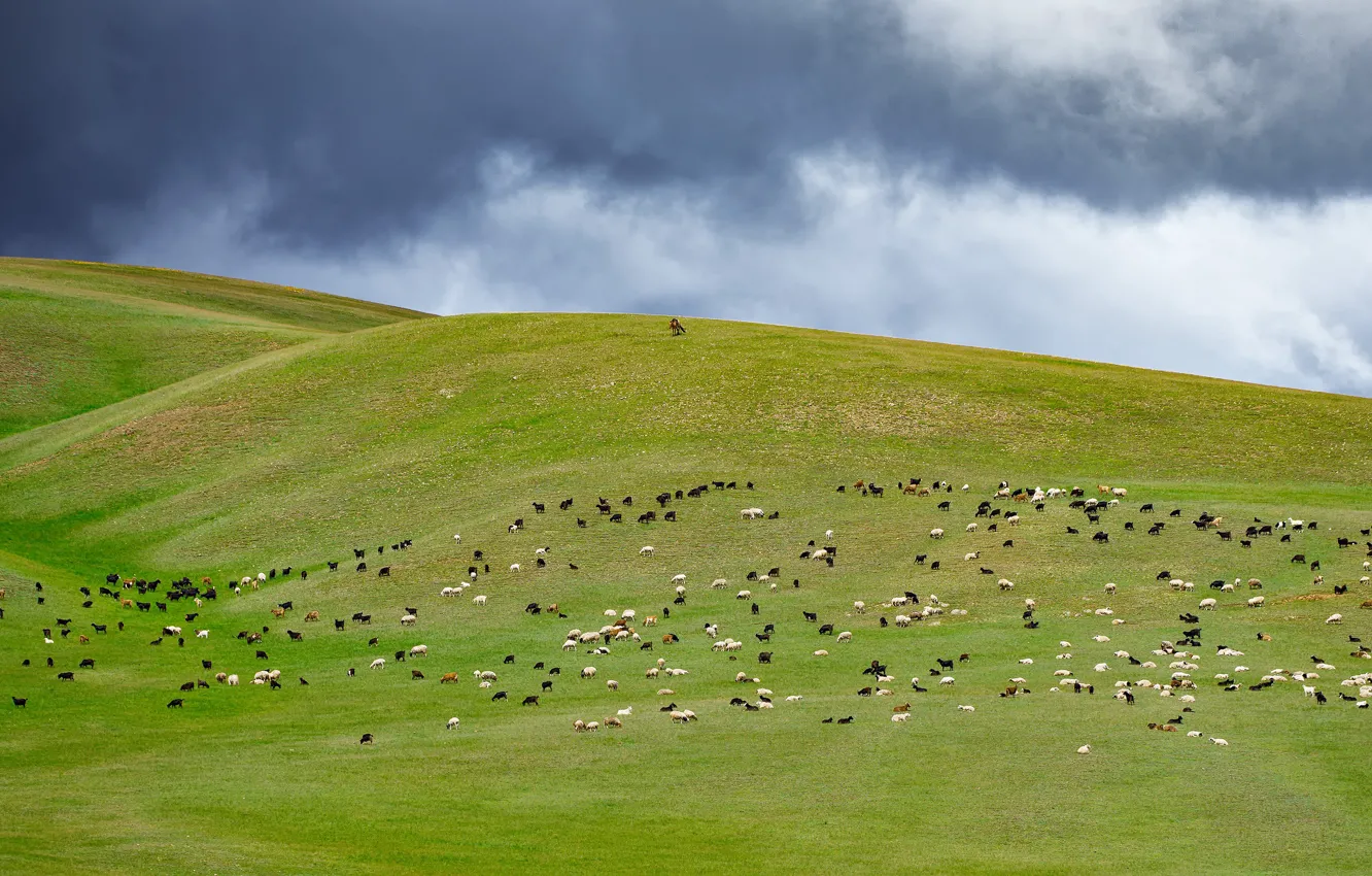 Фото обои горы, овцы, пастбище, стадо, отара