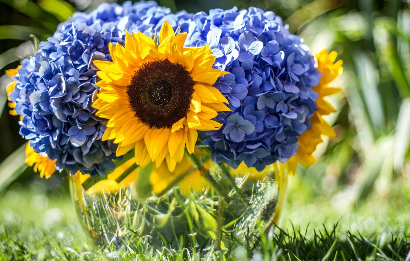 Фото обои цветок, лето, цветы, природа, подсолнух, букет, голубые