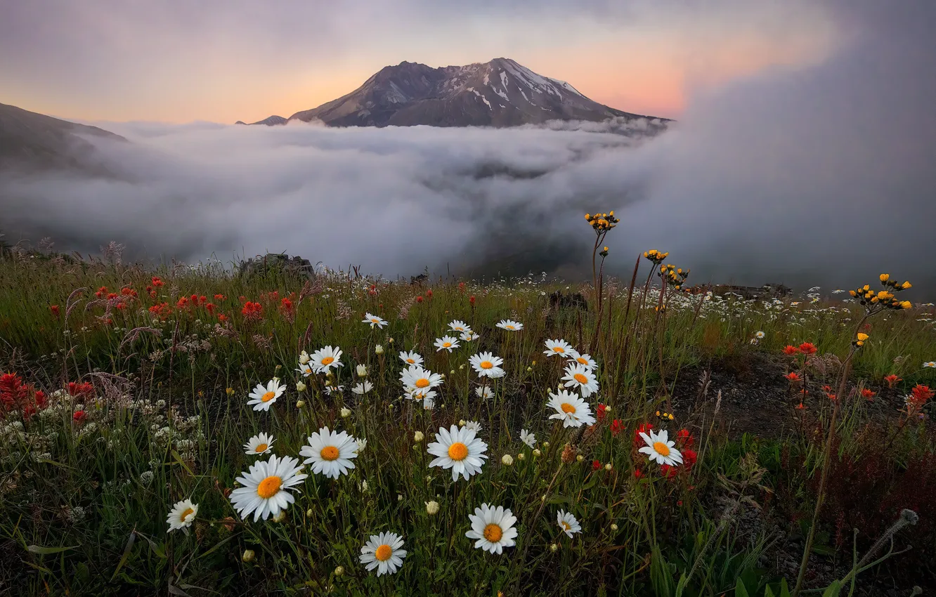 Фото обои облака, пейзаж, цветы, горы, природа, ромашки, луг, США