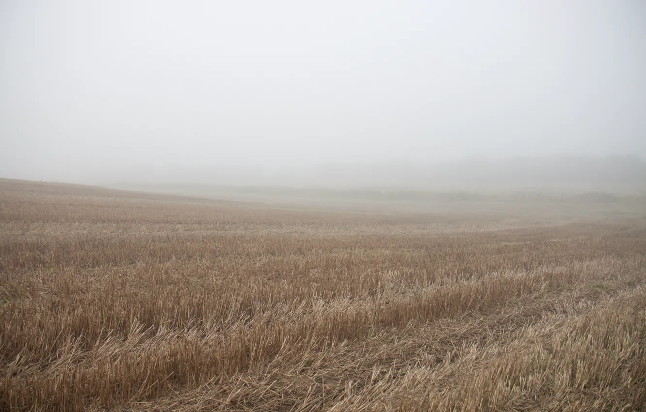 Фото обои Природа, Поле, Туман, Nature, Долина, Fog, Field, Vale
