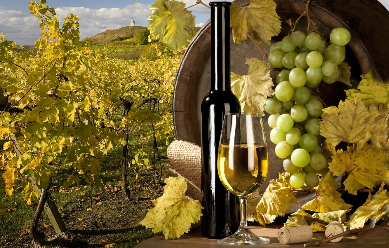 Фото обои вино, белое, виноград, виноградник, пробки, бочка