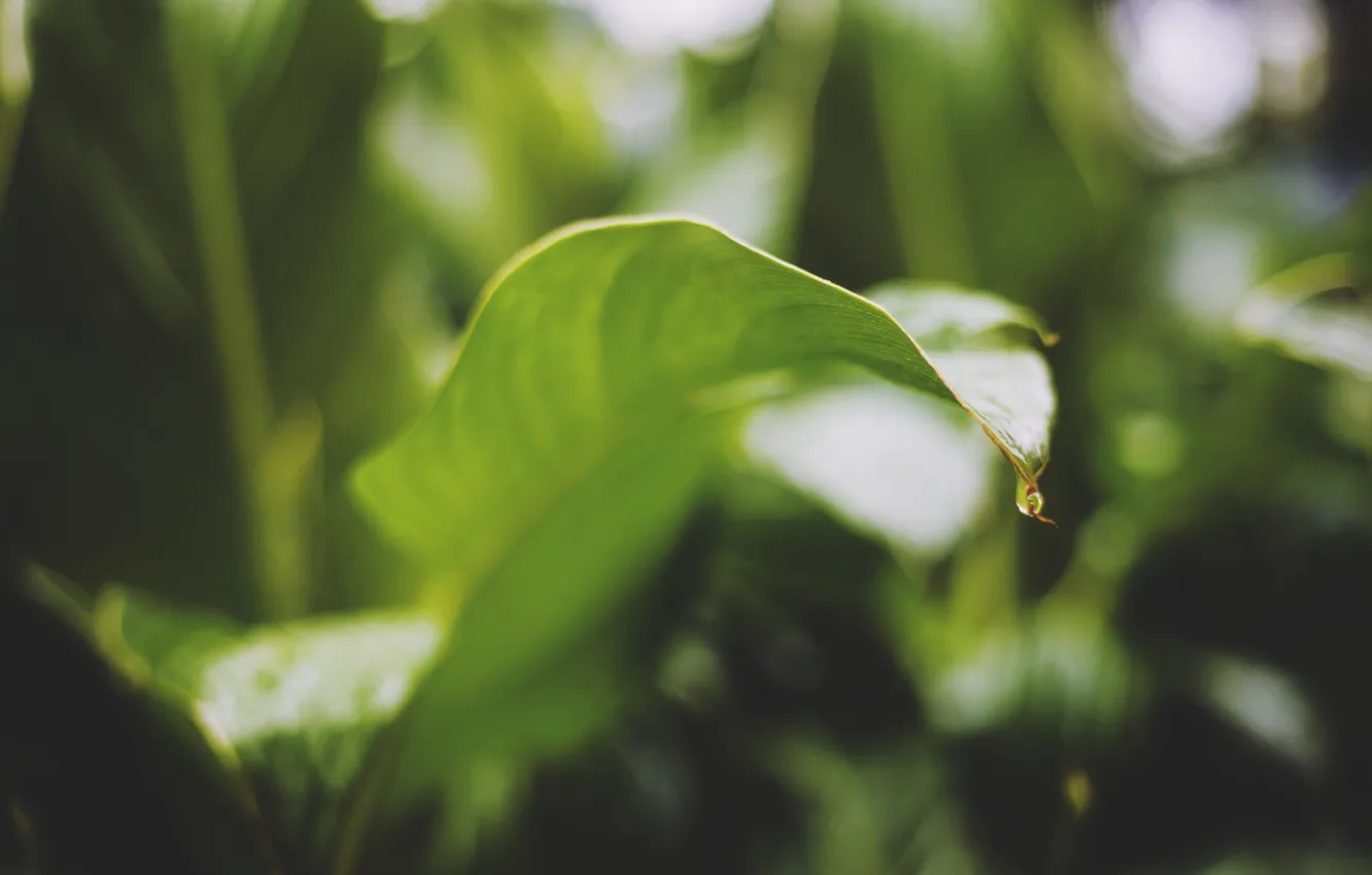 Фото обои листья, капли, макро, зеленый, листок