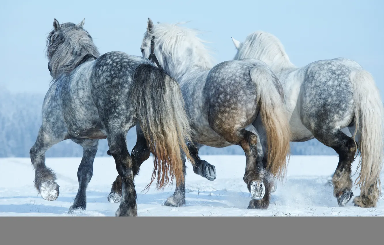 Фото обои ice, snow, horses