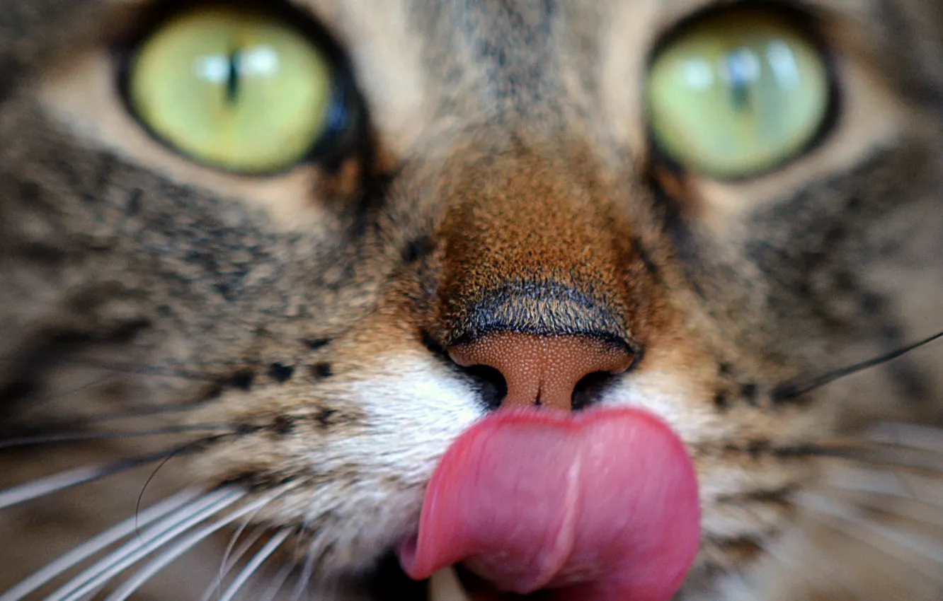 Фото обои Кошка, Глаза, Cat