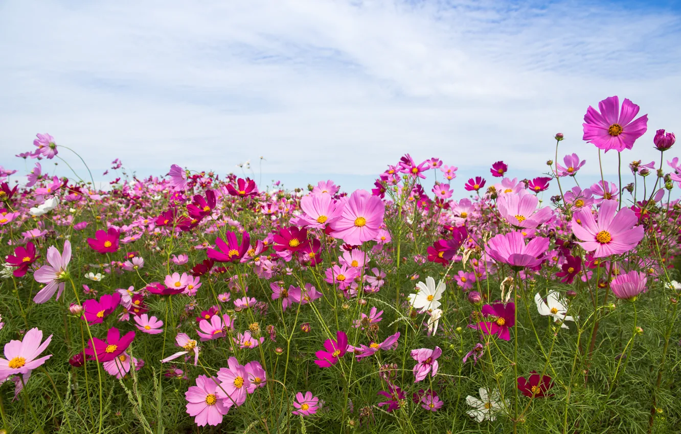 Фото обои поле, лето, небо, солнце, цветы, summer, розовые, field