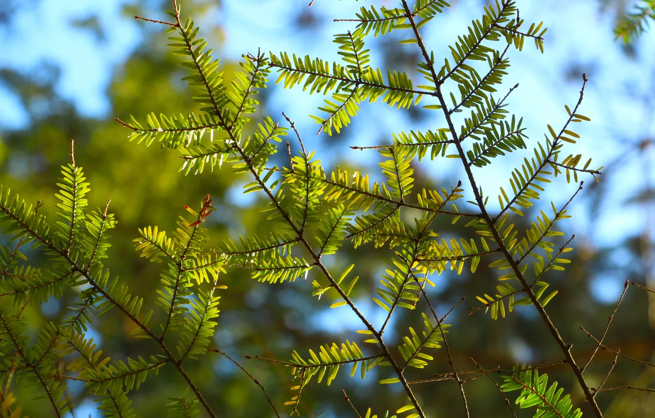 Фото обои green, tree, twig