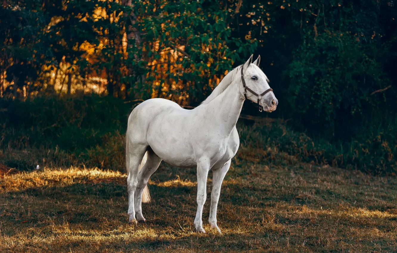 Фото обои белый, свет, природа, поза, темный фон, конь, листва, лошадь