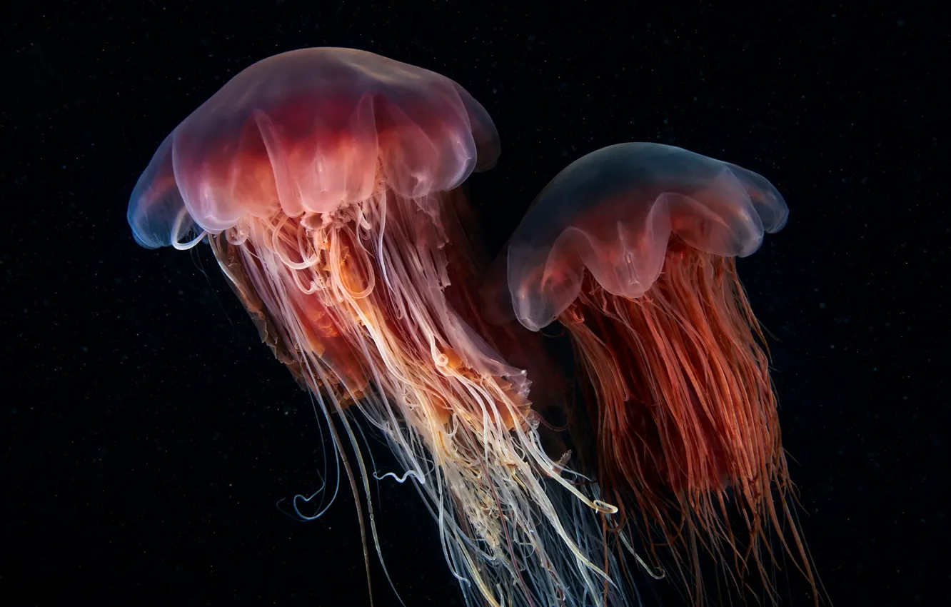 Фото обои природа, фон, медузы