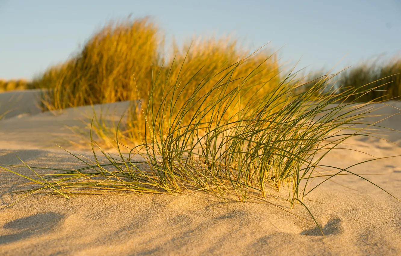 Фото обои песок, небо, трава, макро
