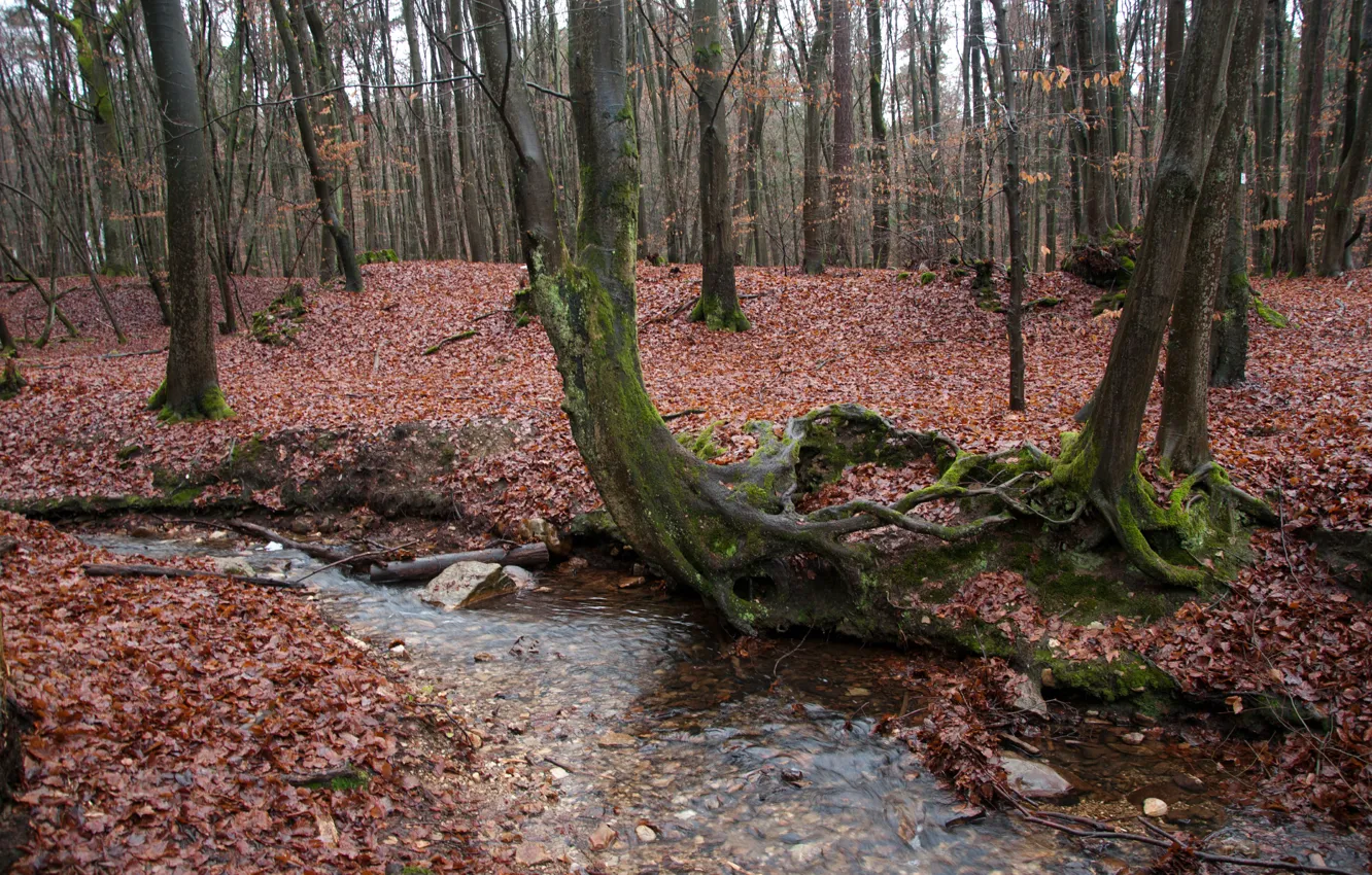Фото обои Вода, Осень, Лес, Fall, Листва, Water, Autumn, Forest