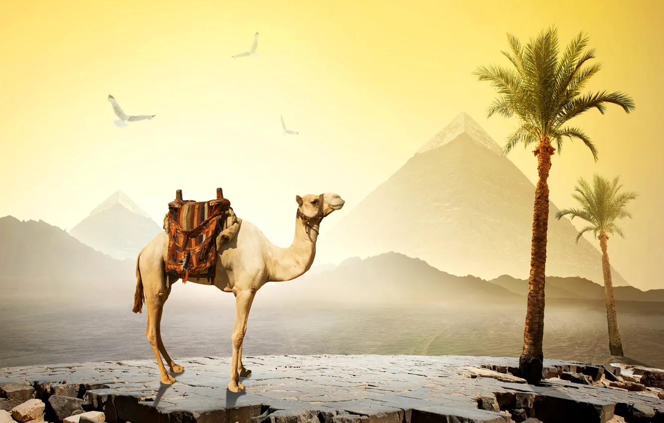 Фото обои небо, солнце, птицы, камни, пальмы, пустыня, верблюд, Египет