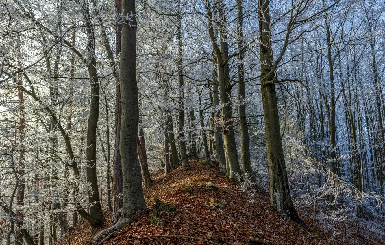 Фото обои зима, иней, лес, деревья, ветки, природа, парк, листва
