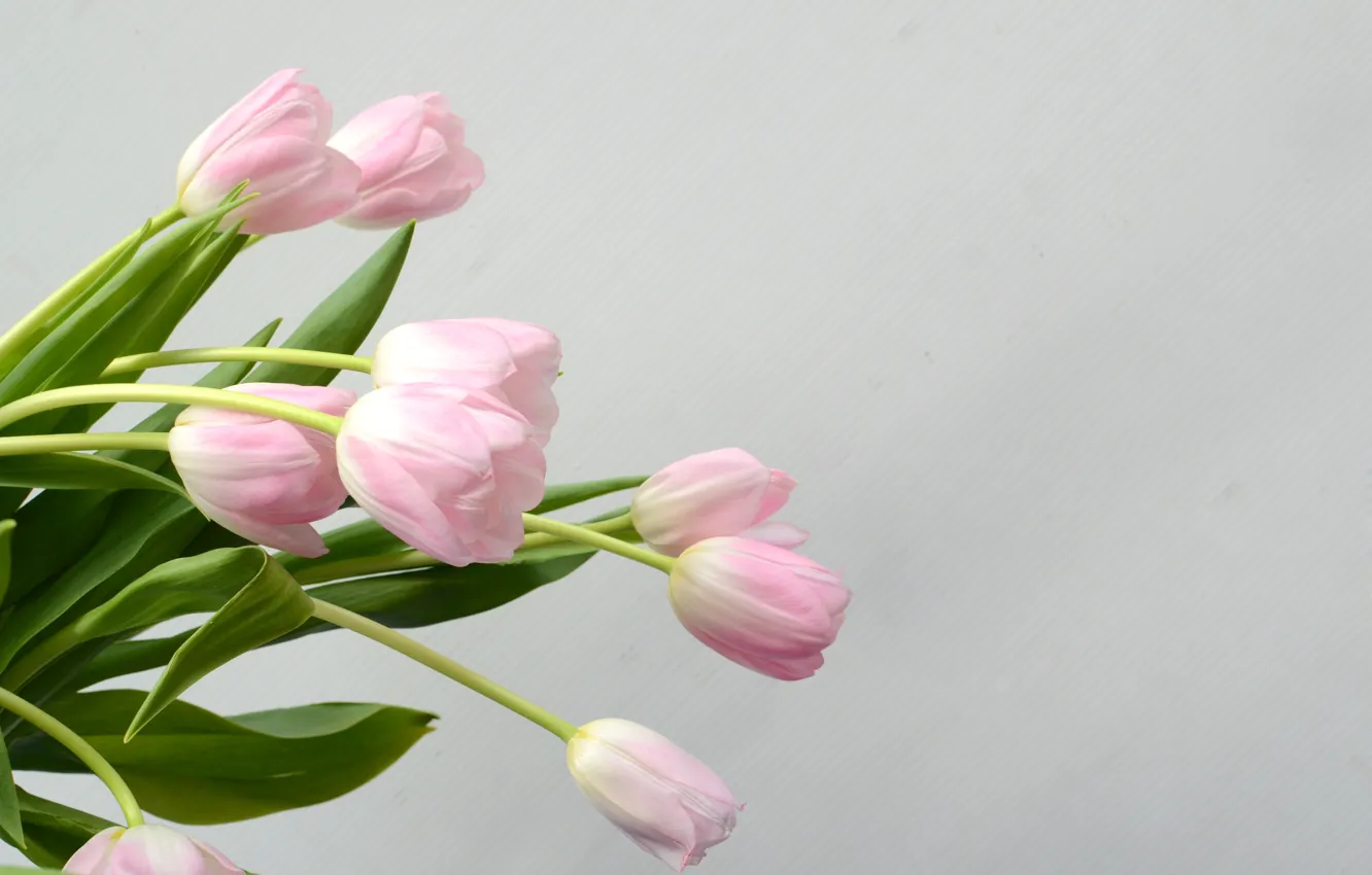Фото обои цветы, букет, тюльпаны, розовые, pink, flowers, tulips, spring