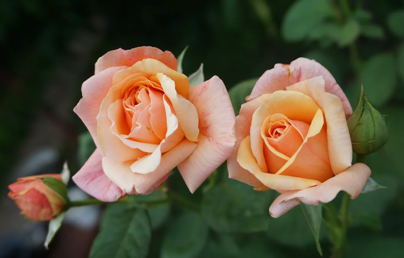 Фото обои розы, дуэт, бутоны