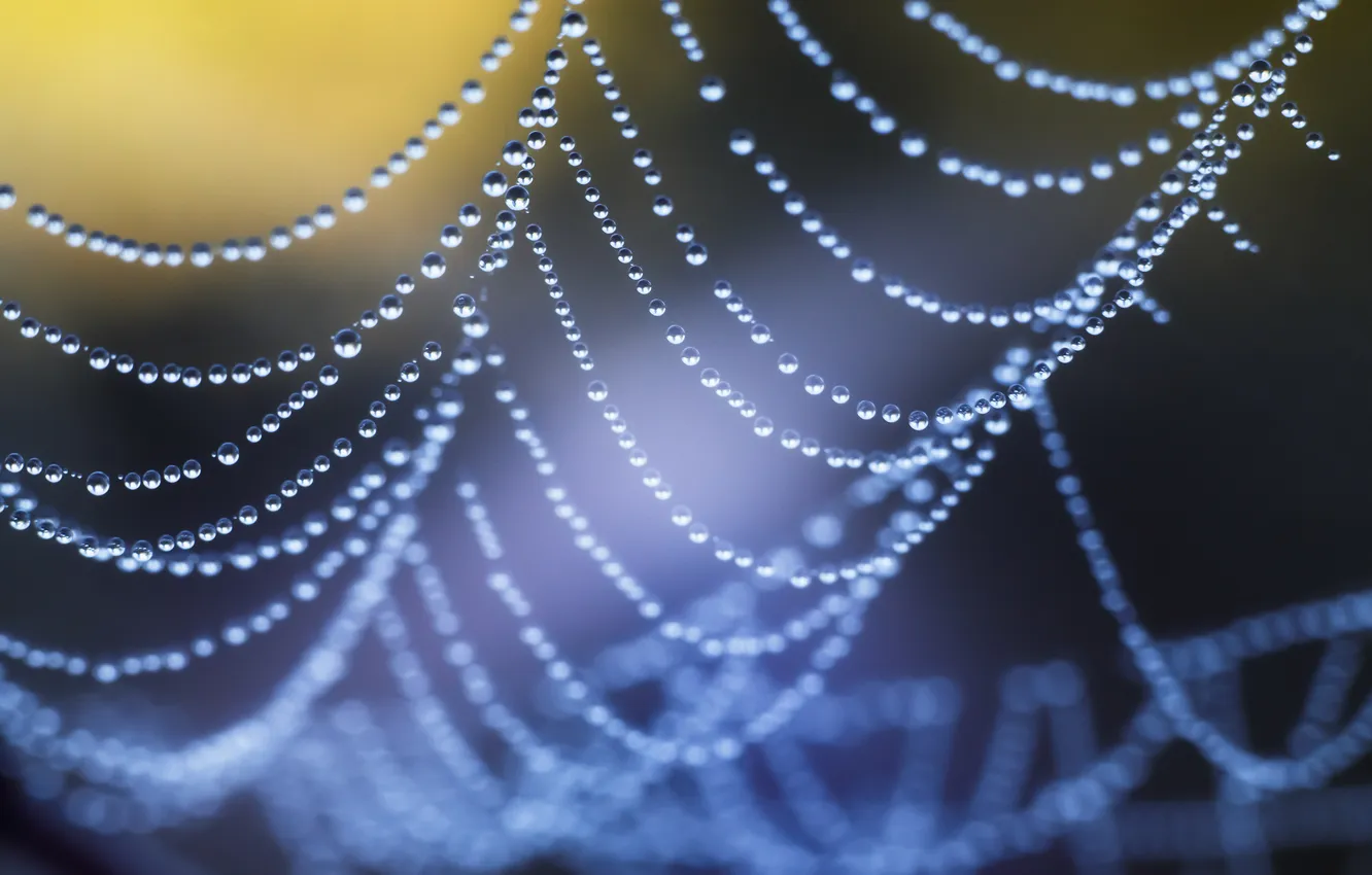 Фото обои drops, spider web, thread