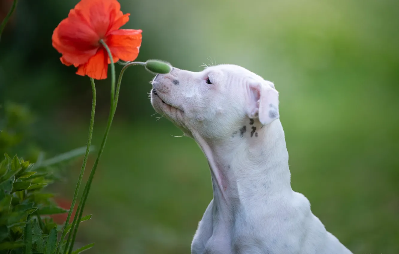 Фото обои цветок, фон, мак, собака, Стаффордширский бультерьер