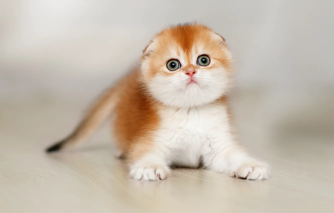 Фото обои фон, малыш, рыжий, котёнок, Шотландская вислоухая кошка, Светлана Писарева