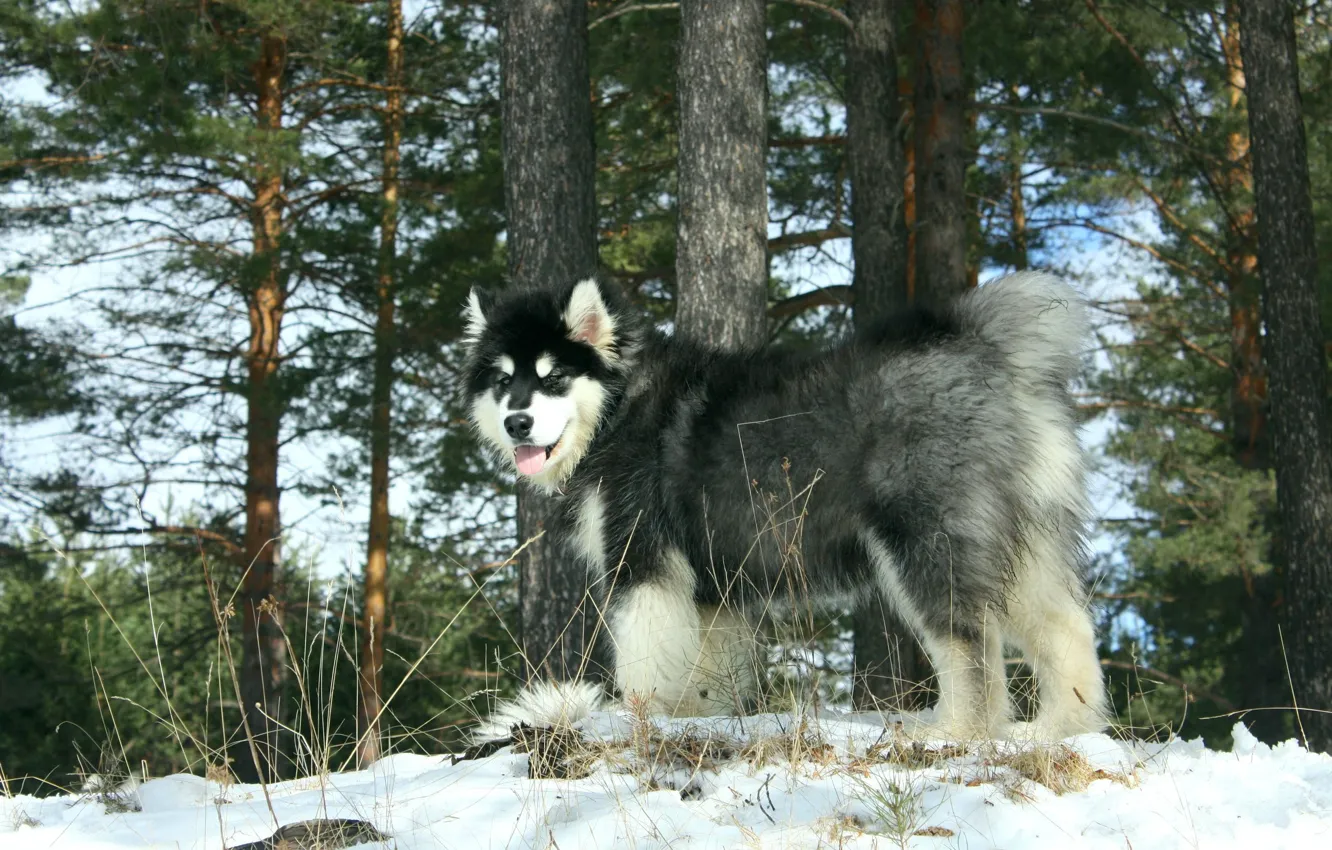 Фото обои лес, собака, урал, Аляскинский маламут, Якут Маламутов, Снежная Карусель Джекпот, маламут Якут