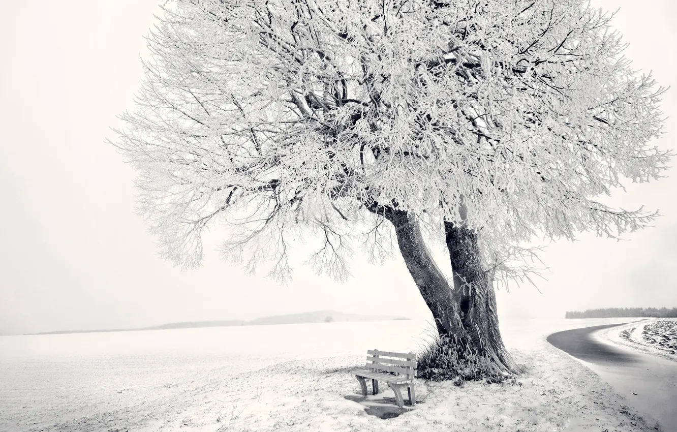 Фото обои зима, снег, дерево, frozen tree