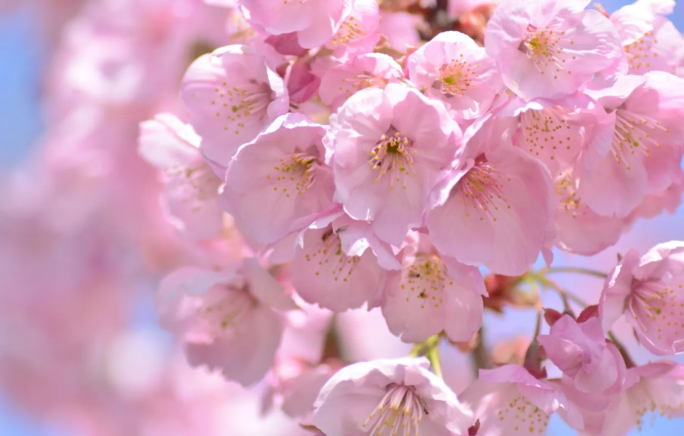 Фото обои макро, вишня, розовый, весна, сакура