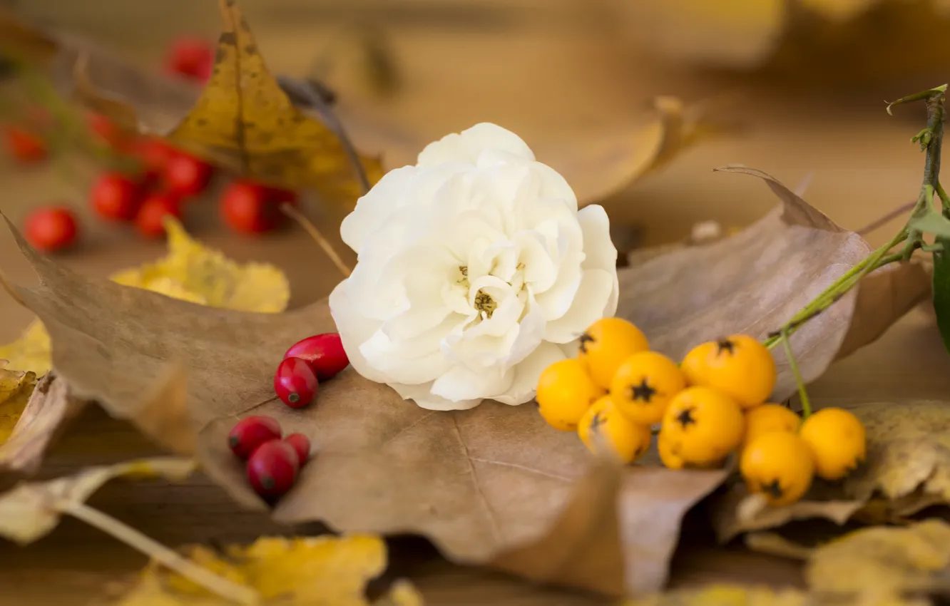 Фото обои Цветок, Осень, Листья, Fall, Autumn, Leaves, Белая роза, White rose