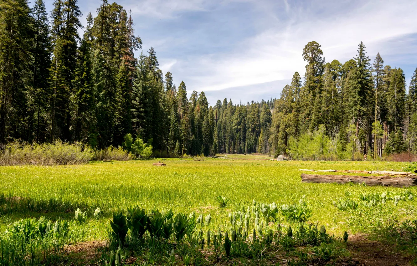 Фото обои лес, трава, деревья, поляна, Калифорния, США, лужайка, Sequoia National prak