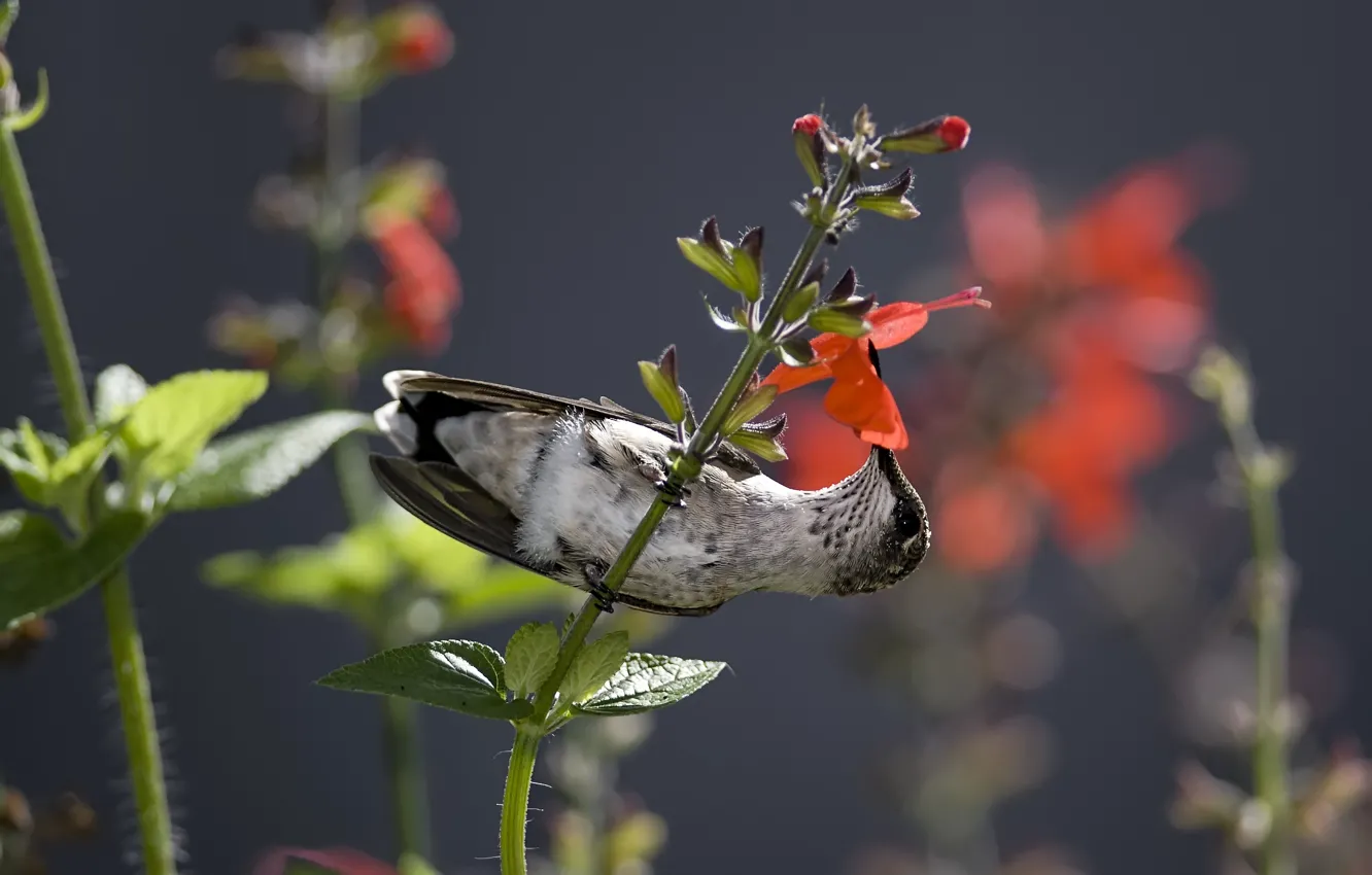 Фото обои цветок, нектар, птица, колибри